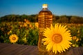 Bottle of oil on wooden stand with sunflowers field background. Sunflower oil improves skin health