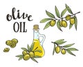 Bottle with olive oil. Vector isolated objects. Olive branches