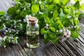 A bottle of oregano essential oil with blooming oregano twigs Royalty Free Stock Photo