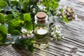 A bottle of oregano essential oil with blooming oregano twigs Royalty Free Stock Photo