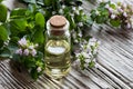 A bottle of oregano essential oil on white painted wood Royalty Free Stock Photo