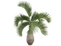 Bottle Palm (Hyophorbe lagenicaulis)