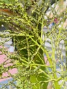 bottle palm or Hyophorbe lagenicaulis flower stock image