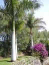 Bottle palm tree in botanic garden