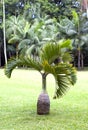 Bottle palm tree (Hyophorbe). Mauritius