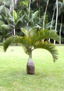 Bottle palm tree(Hyophorbe). Mauritius