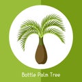 Bottle palm tree. Illustration of exotic tropical plant