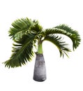 Bottle Palm tree Royalty Free Stock Photo