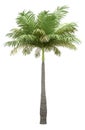 Bottle palm tree isolated on white
