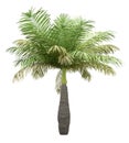 Bottle palm tree isolated on white