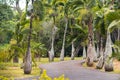 The Bottle Palm Tree in pamplemousses botanical garden, Hyophorbe lagenicaulis, Mauritius