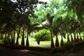 The Bottle Palm Tree in pamplemousses botanical garden, Mauritius