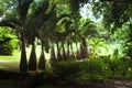 The Bottle Palm Tree in Sir Seewoosagur Ramgoolam Botanical Garden, Mauritius