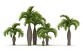 Bottle Palm Trees