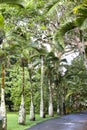 Bottle palm trees lane Hyophorbe. Mauritius