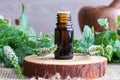 A bottle of peppermint essential oil with fresh blooming peppermint