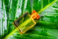 A bottle of perfume and natural perfume on a leafy background Royalty Free Stock Photo