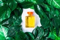 A bottle of perfume and natural perfume on a leafy background Royalty Free Stock Photo