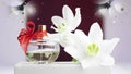 Bottle of perfume, white daffodil on a red background