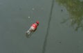 Bottle plastic waste floating