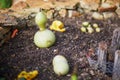 Bottle pumpkin growing on patch at kitchen garden