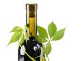 Bottle of red wine in green leaves Royalty Free Stock Photo