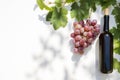 Bottle of red wine with ripe grapes and vine leaves on white background. Royalty Free Stock Photo