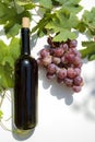 Bottle of red wine with ripe grapes and vine leaves on white background. Royalty Free Stock Photo