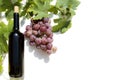 Bottle of red wine with ripe grapes and vine leaves on white background. Royalty Free Stock Photo