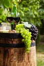 Bottle of red wine with wineglass and grapes in vineyard Royalty Free Stock Photo