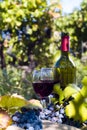 A bottle of red wine in the wineyard Royalty Free Stock Photo