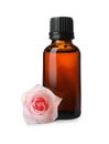 Bottle of rose essential oil and flower on white background Royalty Free Stock Photo