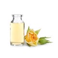 Bottle of rose essential oil and flower on white Royalty Free Stock Photo