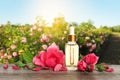 Bottle of rose essential oil and flowers on table against blurred background Royalty Free Stock Photo