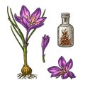 Bottle with saffron dry threads. Plant with flower and corms. Engraving