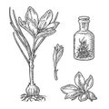Bottle with saffron dry threads. Plant with flower and corms. Engraving