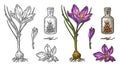 Bottle with saffron dry threads. Plant with flower and corms. Engraving