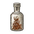 Bottle with saffron dry threads. Vintage vector engraving illustration. Isolated