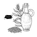 Bottle of sesame oil with plant. Vector Hand drawn illustration. Royalty Free Stock Photo