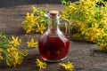 A bottle of St. John`s wort oil with fresh t. John`s wort flowers Royalty Free Stock Photo