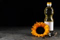 Bottle of sunflower cooking oil, seeds and beautiful flower on grey table against black background. Space for text Royalty Free Stock Photo