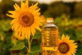 Bottle of sunflower oil. Sunflower oil improves skin health