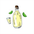 Bottle of tequila, shot glass and lime slices. Colored simple doodle. Vector clipart, isolated on white