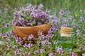 Bottle of thyme essential oil and wooden mortar filled with thymus serpyllum flowers on meadow outdoors.