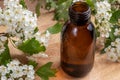 A bottle of tincture with blooming hawthorn branches Royalty Free Stock Photo