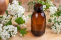 A bottle of tincture with blooming hawthorn branches Royalty Free Stock Photo