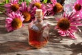 A bottle of tincture and fresh echinacea flowers Royalty Free Stock Photo