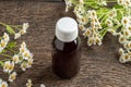 A bottle of tincture with fresh feverfew flowers