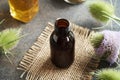 A bottle of tincture with fresh wild teasel flowers - herbal medicine Royalty Free Stock Photo