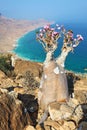 Bottle tree - adenium obesum Royalty Free Stock Photo